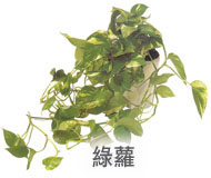 綠蘿 綠蘿