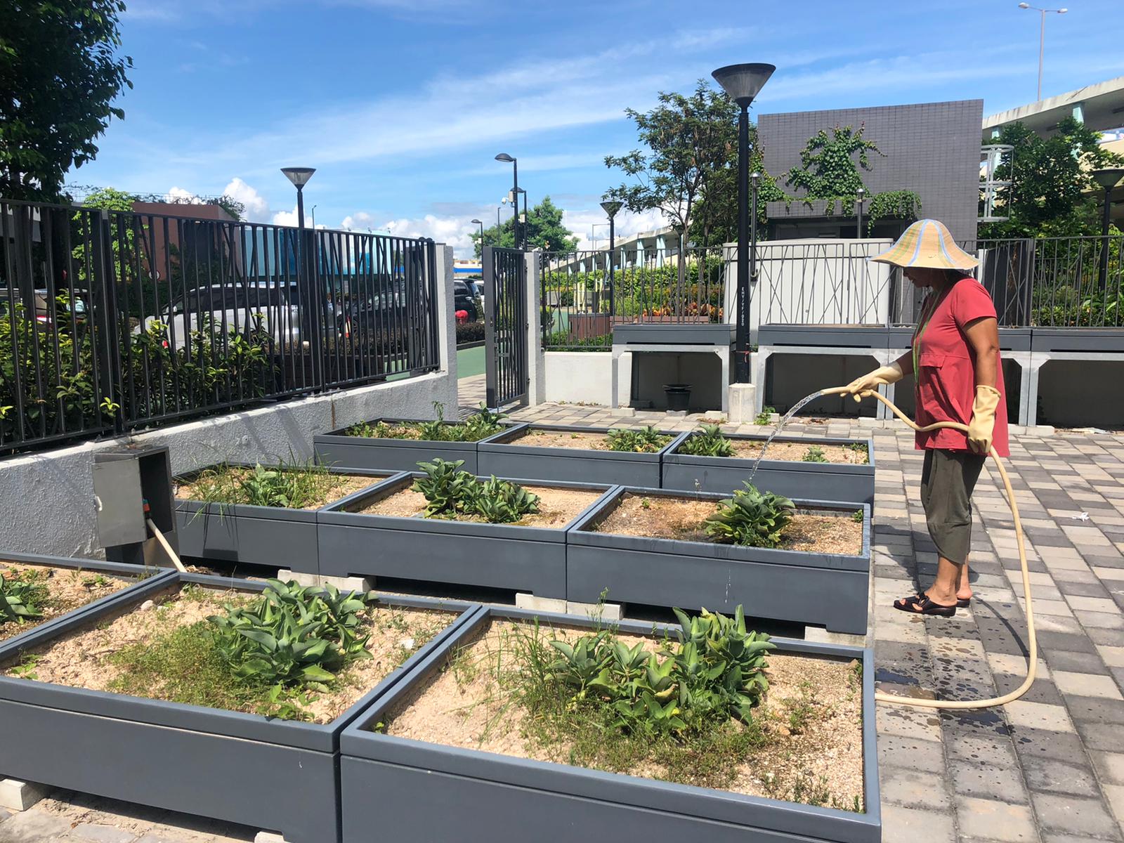 Community farm at Hoi Ying Estate