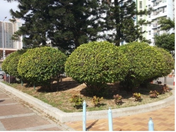 Aging plants removed and greenery revitalised for residents’ enjoyment in Tin Chak Estate - before