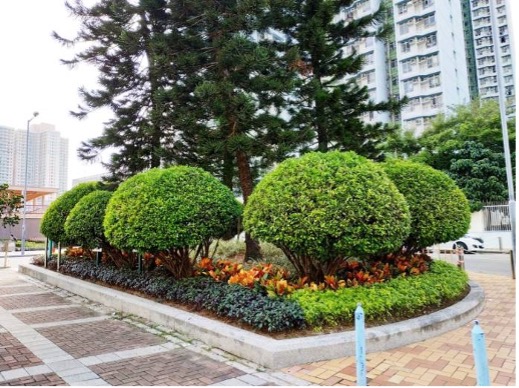 天澤邨移走及更換生長欠佳的植物以供市民觀賞 - 工程後