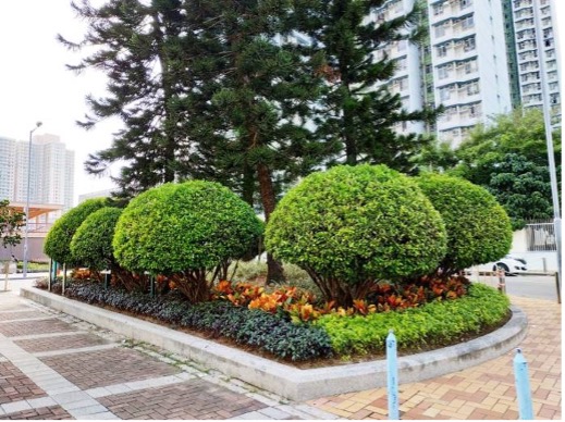 天泽邨移走及更换生长欠佳的植物以供市民观赏 - 工程后