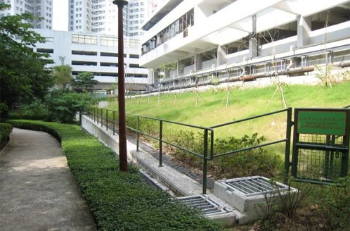 A newly formed slope with hydroseeding and planting in Fung Shing Street