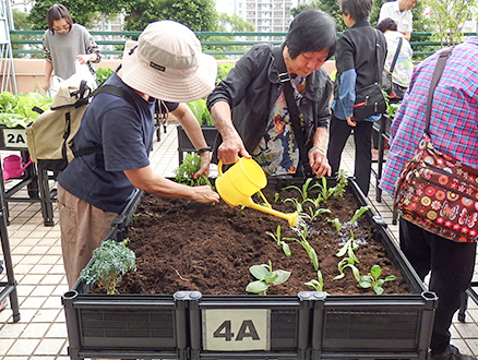 為興民邨舉辦收成日